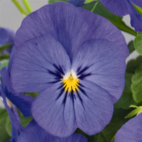 Viola Blue For You